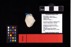 NHMW-GEO-2007z0149-0011_Ol_02.tifAbyssophthalmus schultzi (Schweitzer & Feldmann, 2009)  (NHMW-GEO-2007z0149-0011)
